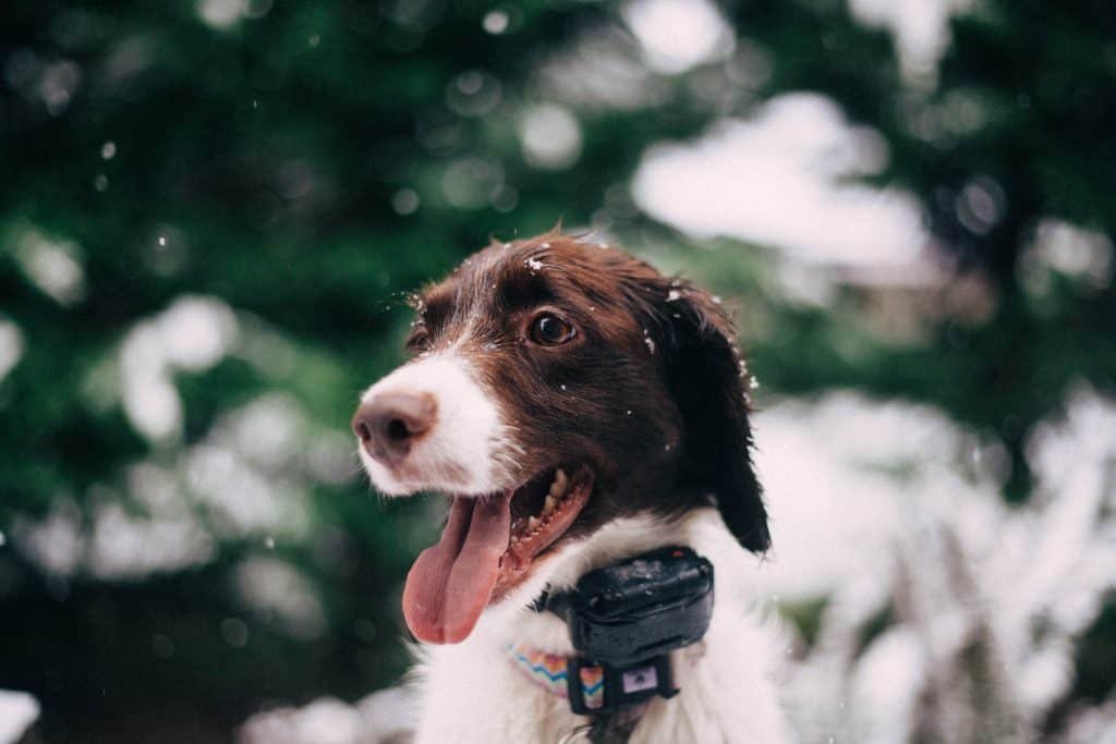 happy dog with GPS collar