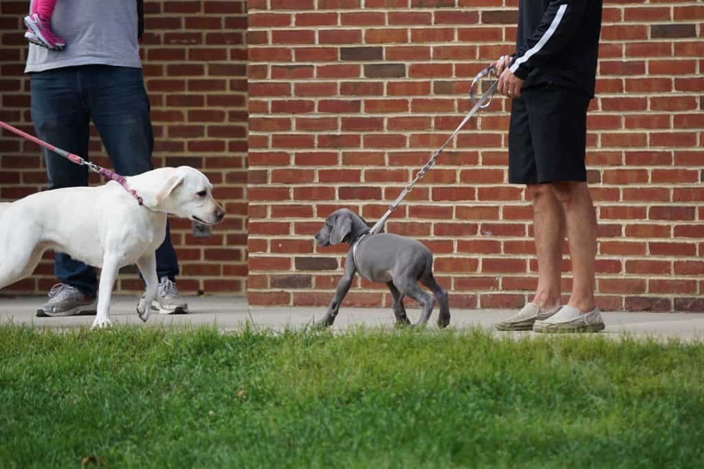 brick wall and two dogs netting for the first time