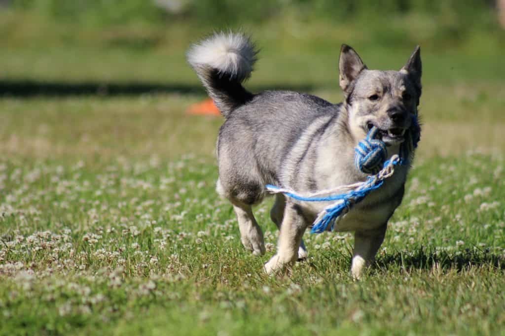 dog running and playing with the ball in the back yard