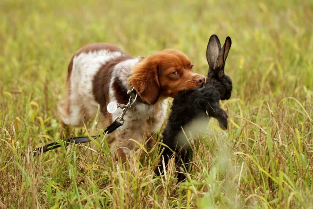 rabbit predators