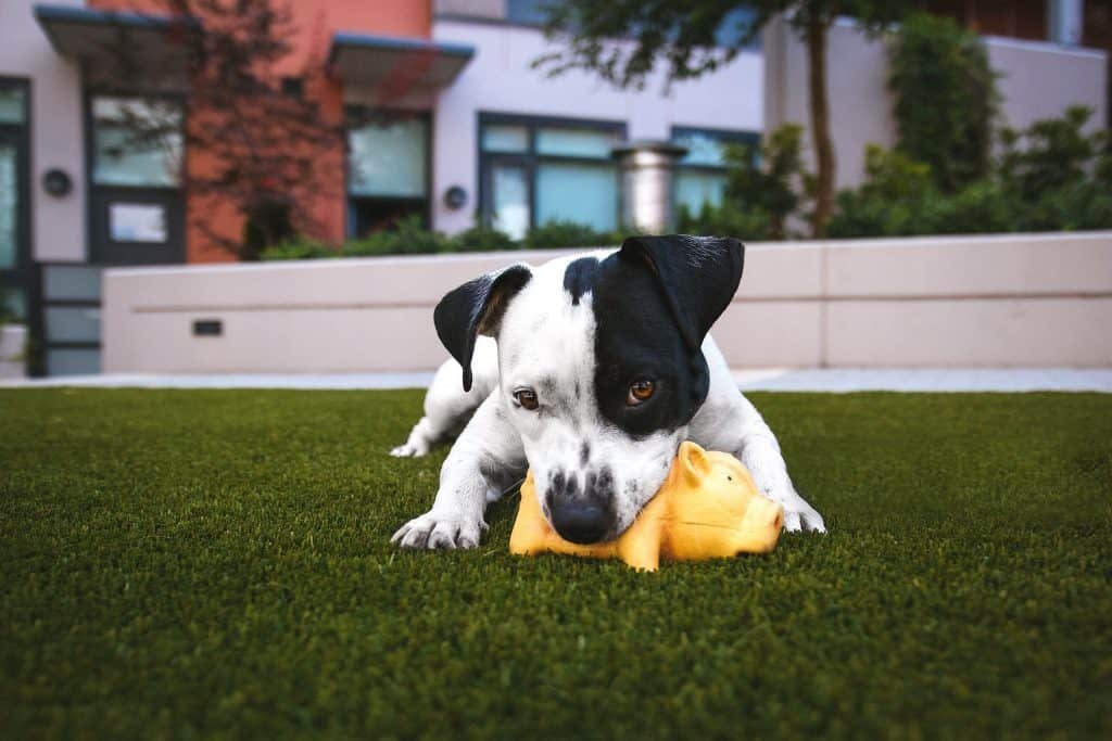 dog plays with gumy pig toy